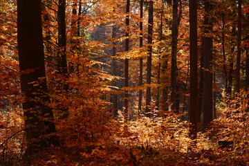 Autumn forest