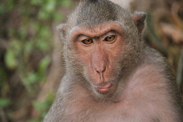 サルのポートレート