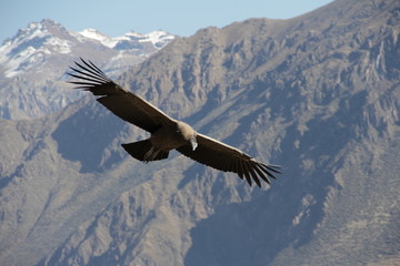 condor