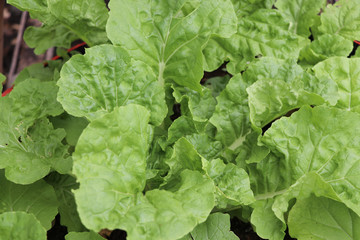 Growth green Cos lettuce informal farm, in the recycle wheel