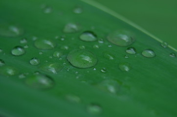 Dew Drops