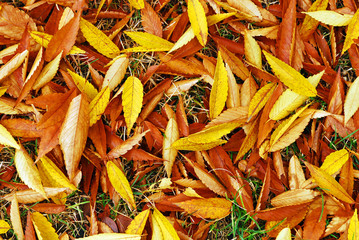 Autumn background. maple leaves.