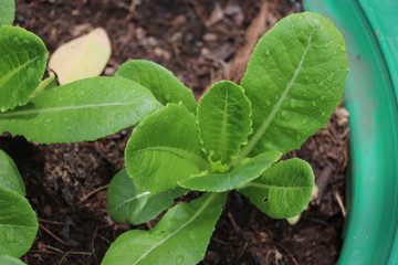 Growth green Cos lettuce informal farm, in the recycle wheel