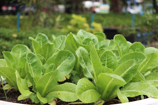 Growth green Cos lettuce informal farm, in the recycle wheel