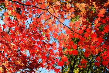 Autumn background. maple leaves.