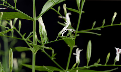 Andrographis paniculata (Burm.f.) Nees, medicinal herbs of Thailand.