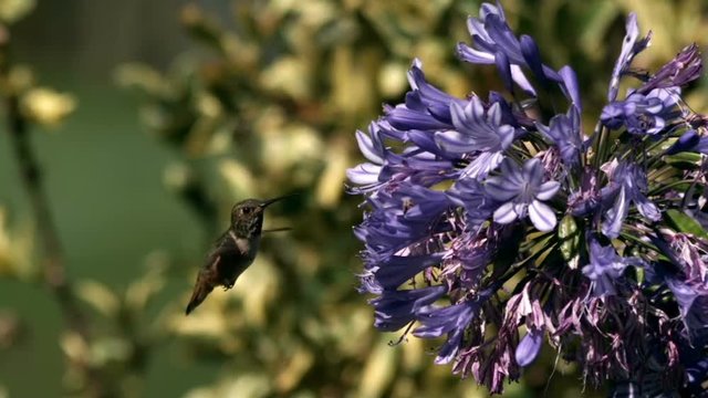 Annas Hummingbiird Super Slow Motion 2000fps with time Ramp. High Speed Camera