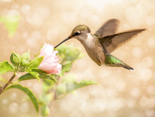 Fototapeta premium Dreamy image of a young male Hummingbird feeding on a light pink Althea flower