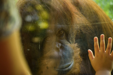 Orangutan and the Child © Anthony Melone