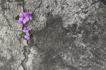 Plant growing through crack in pavement