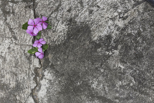 Plant growing through crack in pavement © oekkaroek