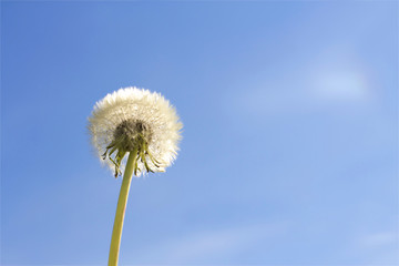 Dandelion flower on blue sky
