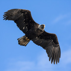 Isolated Bald Eagle Flying