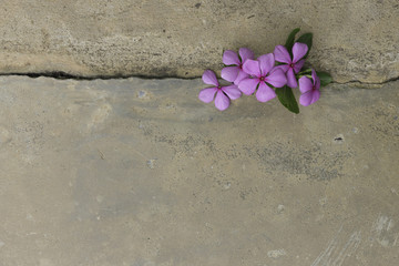 Plant growing through crack in pavement