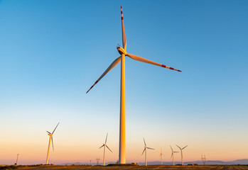 Windmills on the field