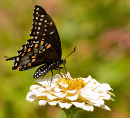 Papilio polyxenes asterius, eastern Black Swallowtail butterfly feeding on pale yellow Zinnia