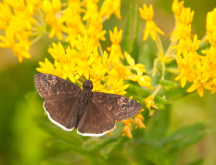 Small Funereal Duskywing butterfly on yellow Asclepias tuberosa bloom