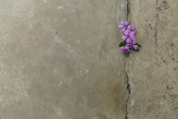 Plant growing through crack in pavement