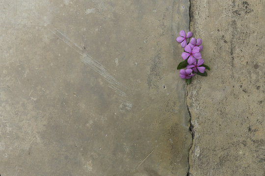 Plant Growing Through Crack In Pavement