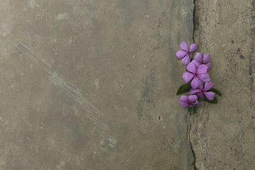Plant growing through crack in pavement