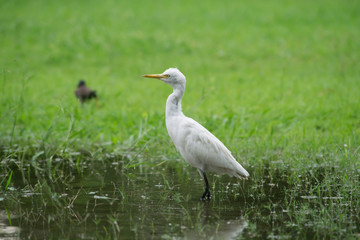 egret the animals living day.