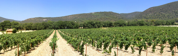 Fototapeta na wymiar Champ de vignes en Lubéron - Lourmarin - Vaucluse