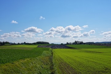 広大な野菜畑