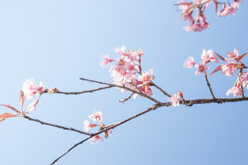 pink flower Backgrounds