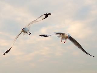 Seagull flying
