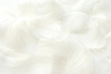 Fototapeta 白色の羽根
 obraz