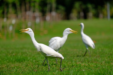 egret