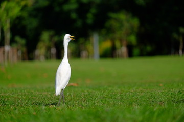 Obraz premium egret