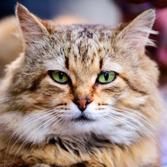 Kitty