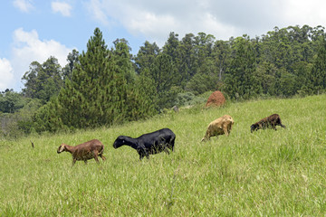 Sheep in the pasture