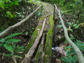 朽ちかけた小さな橋のある森の風景