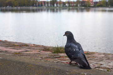 Lonesome pigeon on a brick wall near a pond.