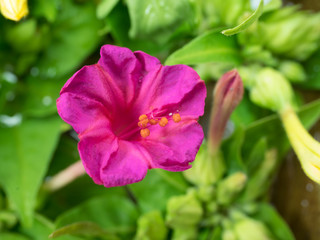 Mirabilis jalapa