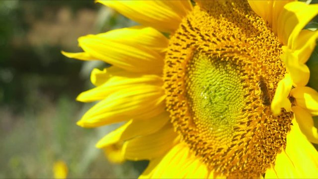 sunflower close up 4k natural energy yellow big flower sun summer time organic natural no GMO non modified genetically pure renewable energy power big petals healthy fresh blue sky bright sunny