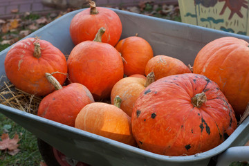 A pile of orange pumpkins in hand truck.