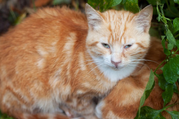 Ginger cat among green leaves.