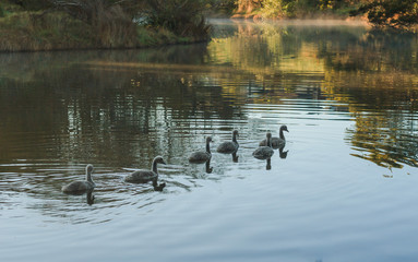 swan chicks