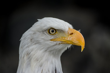 Eagle Eyed