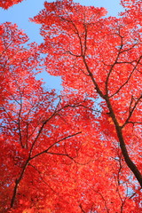 紅葉