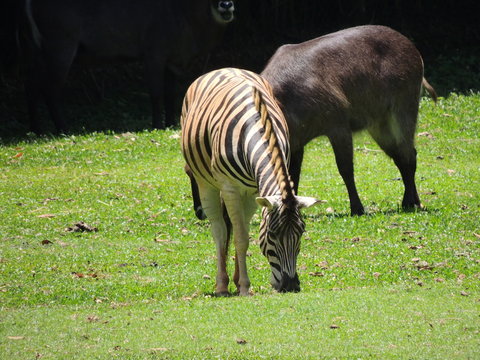zebra comendo