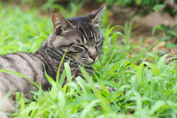 猫
