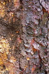 Bloodwood bark