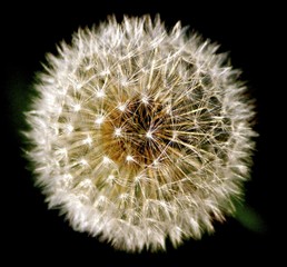 Dandelion -Image copyright Ann Bagnall 2016 All Rights Reserved
