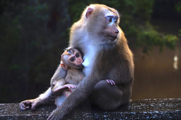 mom and baby love, suck up milk
