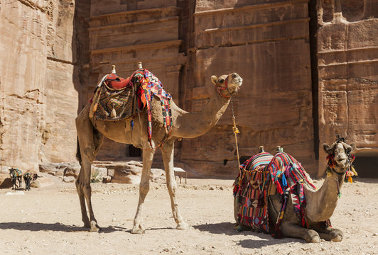 Camels near Royal tombs. Petra. Jordan.