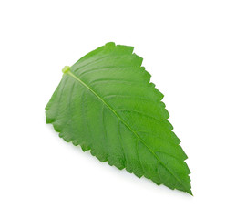 Green leaf. Isolated on a white.